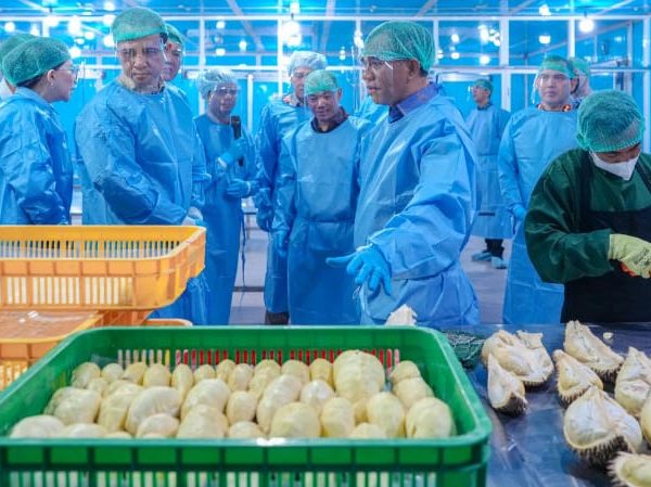 Durian Sulteng Mendunia, 459 Ton Diekspor ke Tiongkok Senilai Rp 42,5 Miliar