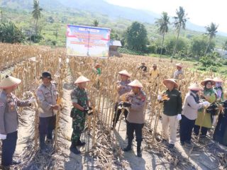 Polresta Palu Panen Jagung di Lahan Binaan Kelurahan Duyu