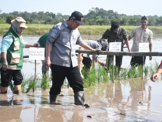 Gerakan Tanam Serentak Perkuat Cetak Sawah Rakyat di Pulang Pisau