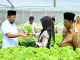 Bupati Sumenep Ajak Petani dan Generasi Muda Bangun Bangkitkan Teknologi Pertanian