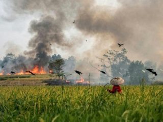 Api Karhutla Menjalar ke Rei 2, Tanaman Padi Warga Pulang Pisau Ikut Terbakar