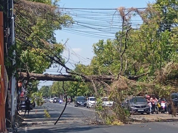 Angin Kencang, Pohon Asoka Berdiameter 80 Cm Tumbang Menutup Jalan Raya